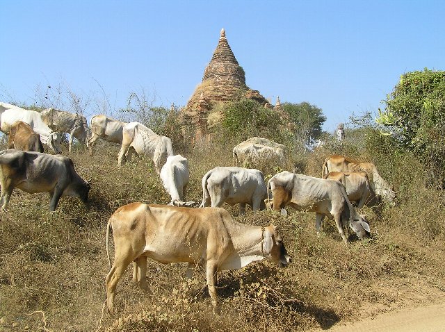 20050127_Bagan_01